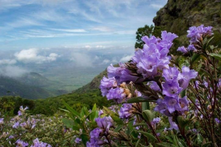 neelakurinji-munnar-blooming-2018