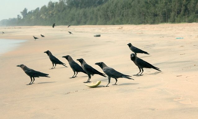 Best Beaches near Trivandrum