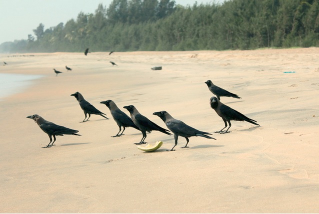 9 Best Beaches Near Trivandrum