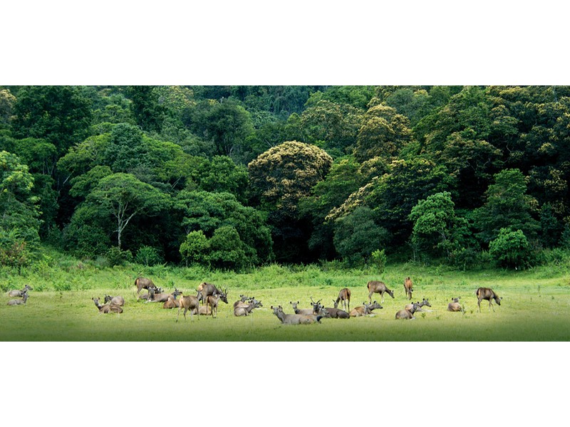 deer-thekkady-boating