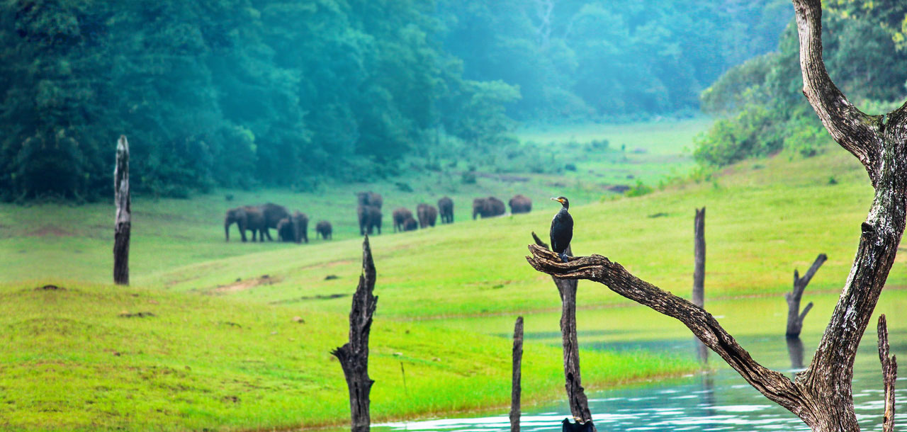 Best Things to do in Thekkady