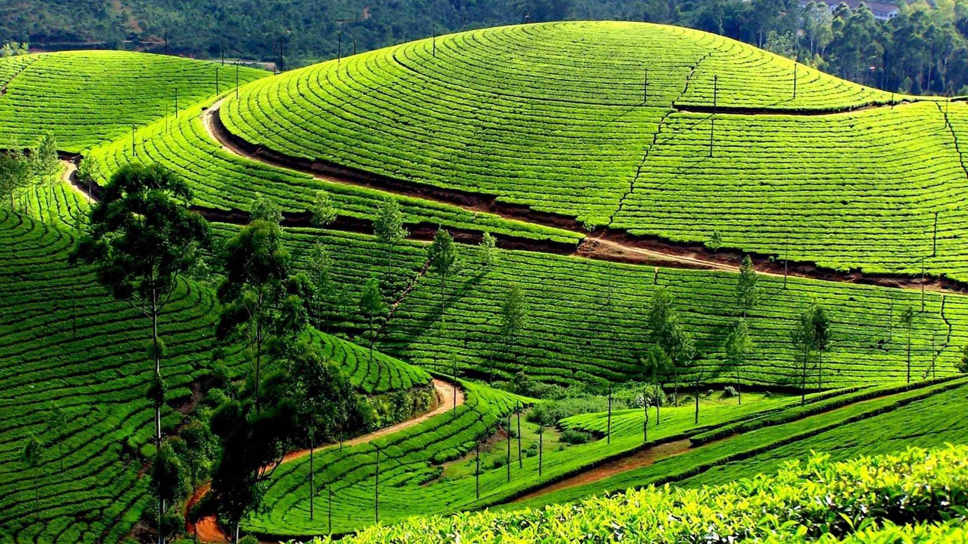 Best Time to Visit Munnar
