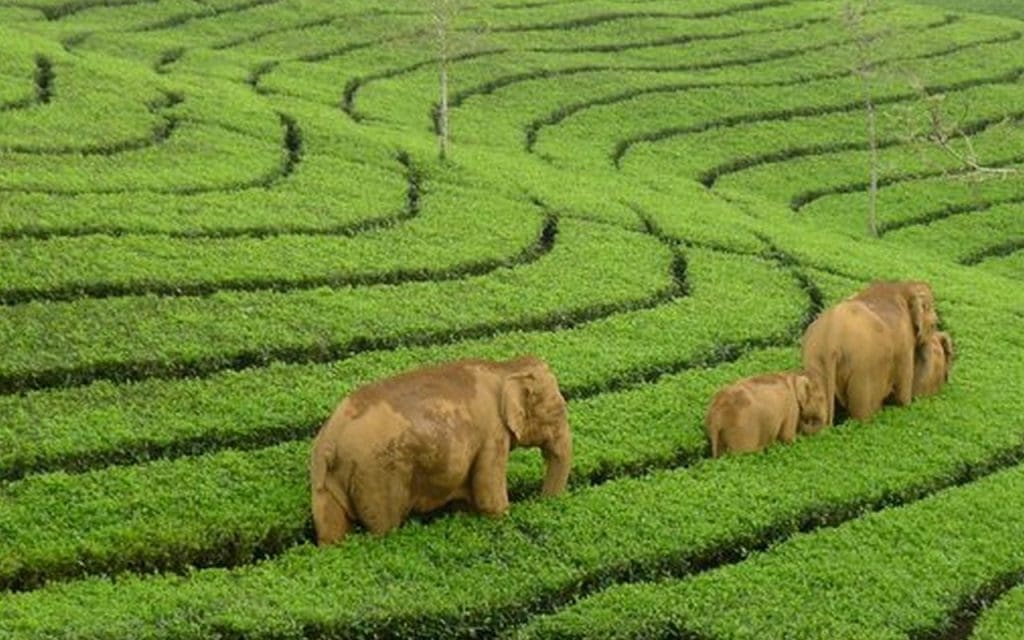 munnar-en verano