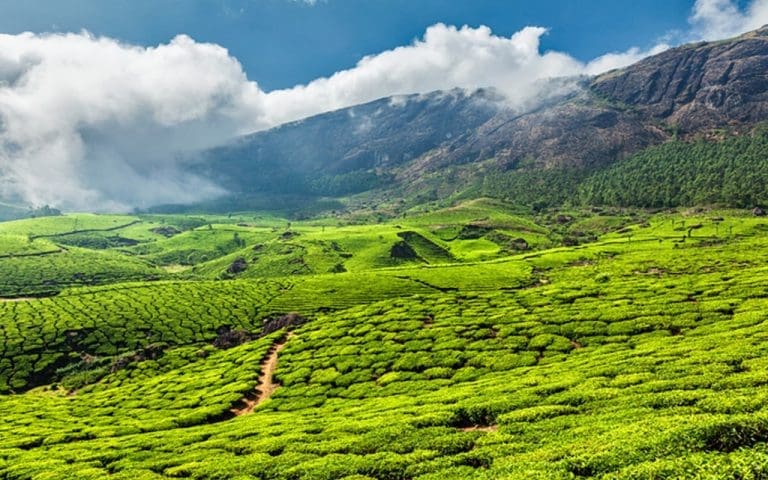 Best Time To Visit Munnar- Summer, Winter Or Monsoon? – Iris Holidays