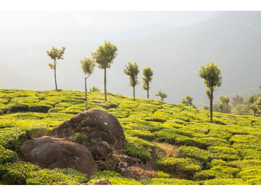 munnar-tea-gardens