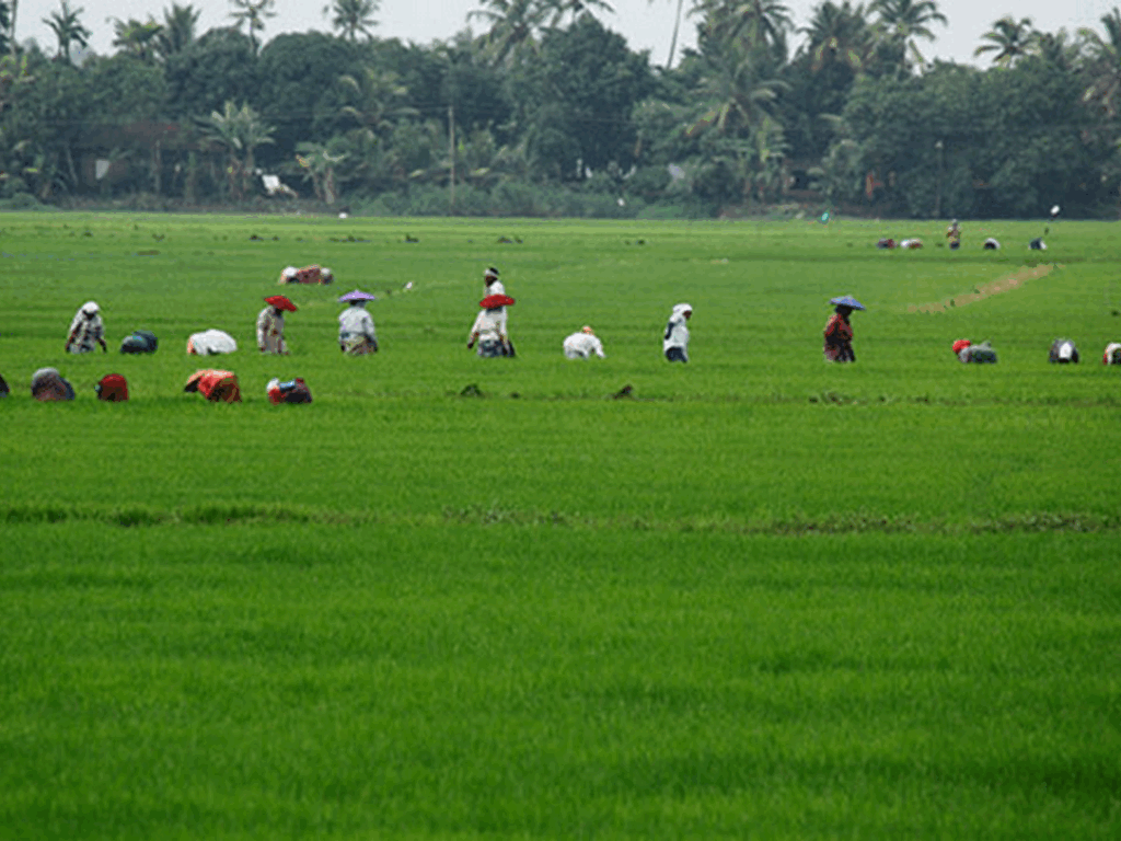 kuttanad-paddy-fields