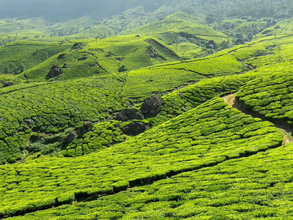 munnar-kerala-tea-gardens