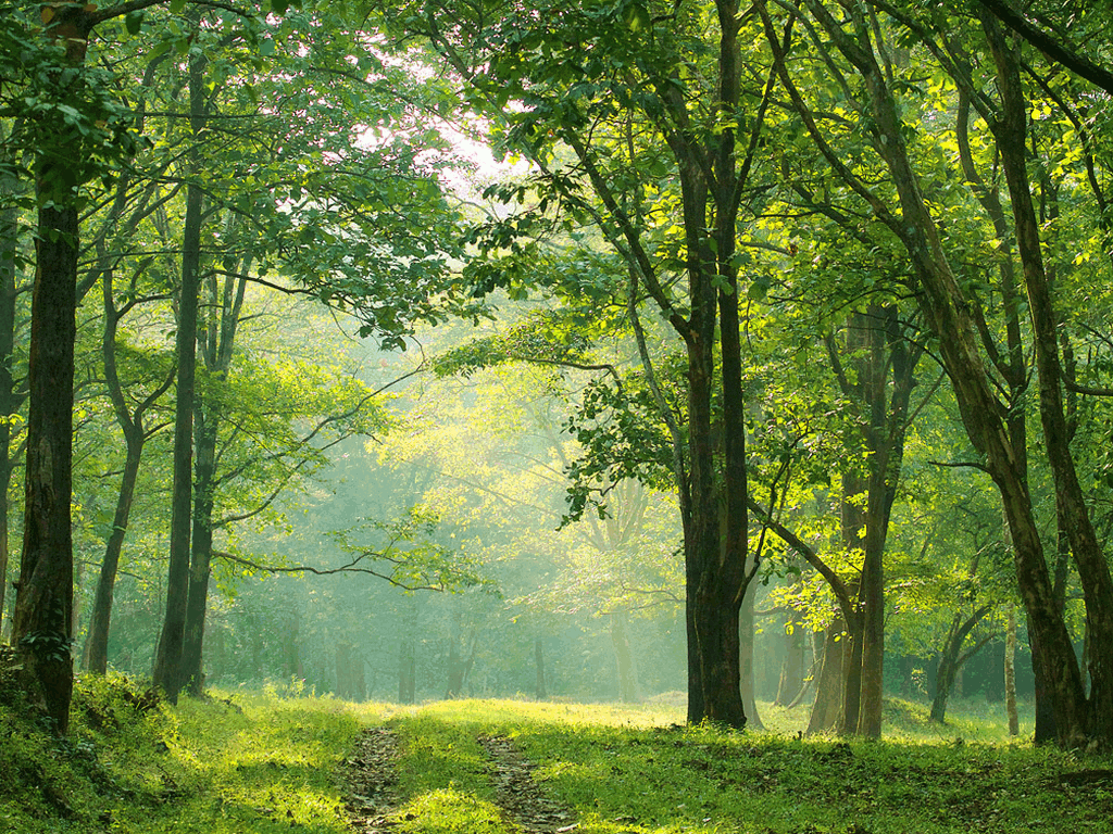Best FOrest Places in Kerala