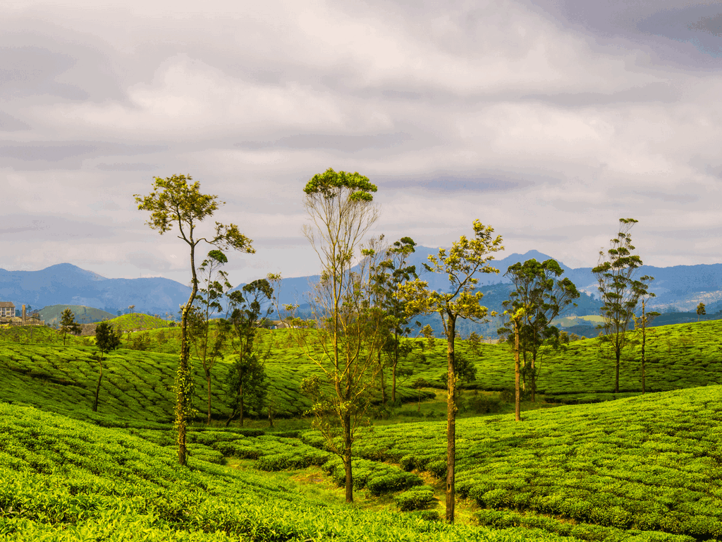 tea-plantations-in-valparai