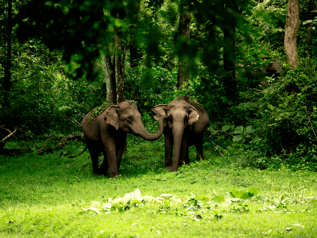 wildlife safari in kerala