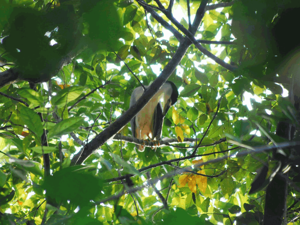 kumarakom-bird-sanctuary
