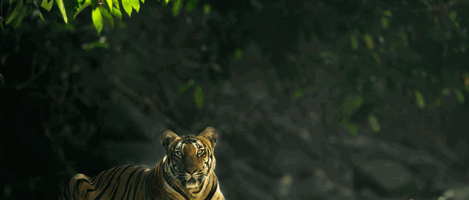 parambikulam-tiger-reserve