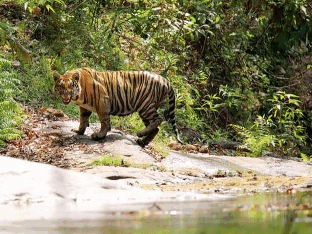 Top Slip Information center - Picture of Topslip Tiger Forest