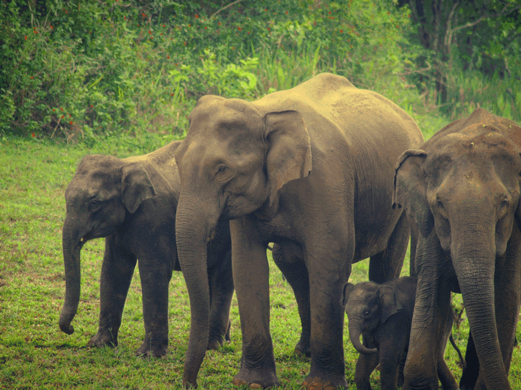 Top 10 Best Wildlife Sanctuaries In Kerala – Iris Holidays