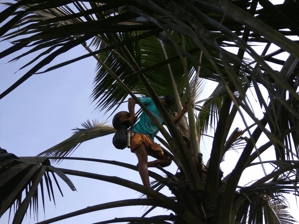 toddy-tapping-in-kerala