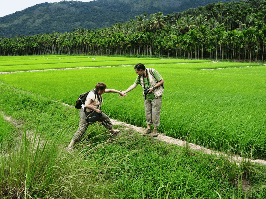 walking-in-kerala-paddy-fields