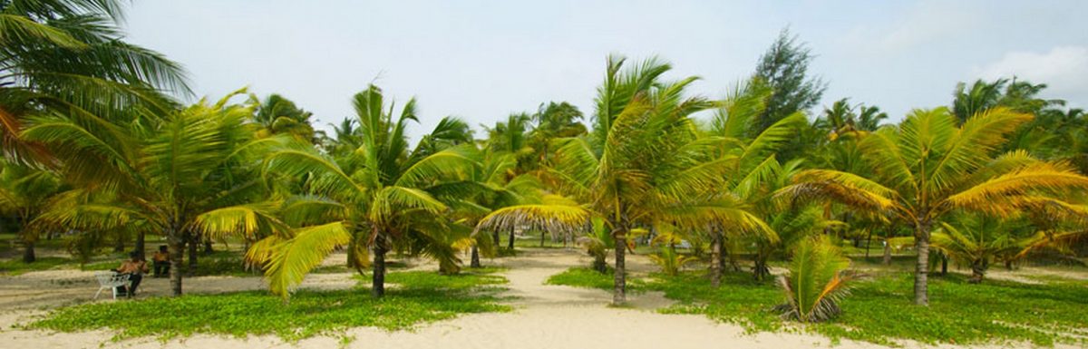 Marari Beach Coconut Palms