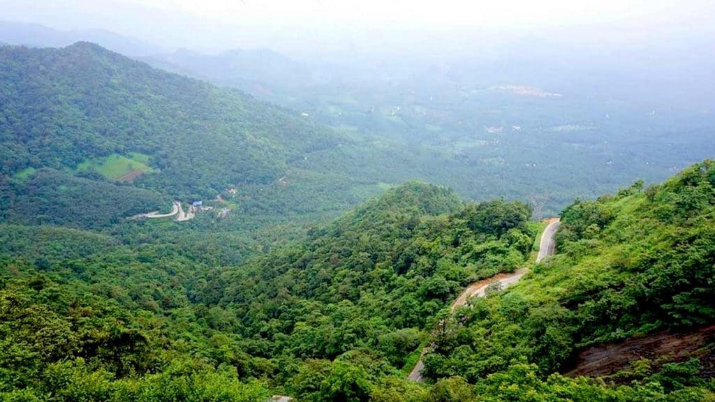 Tea Gardens in Wayanad