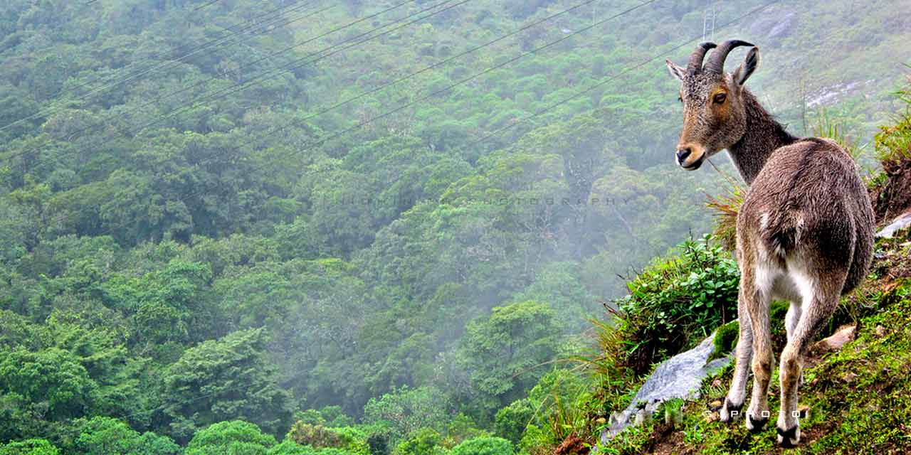 Parque Nacional Eravikulam