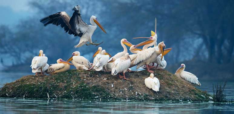 Santuario de aves Kumarakom