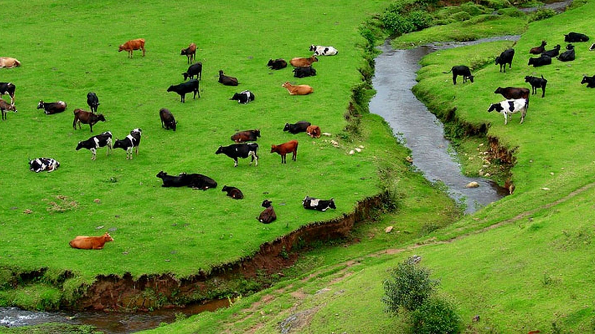 Granja lechera Mattupetty