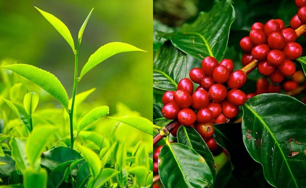 tea-and-coffee-in-Kerala