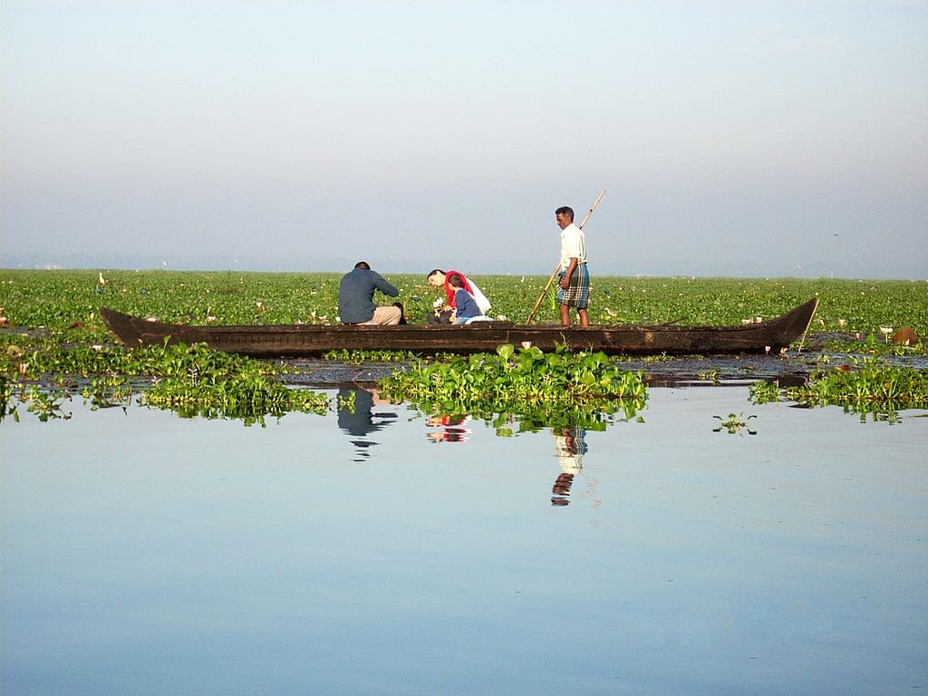 Loto del lago Vembanad