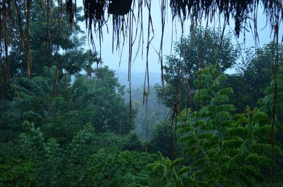 Monsoon in Wayanad