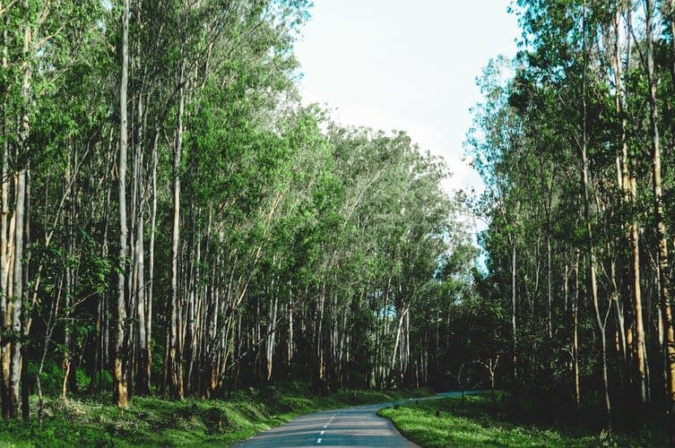 Kochi to Thekkady: Journey Attractions and Guide