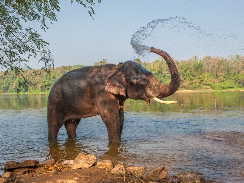 Thrilling-Wildlife-elephant-kerala