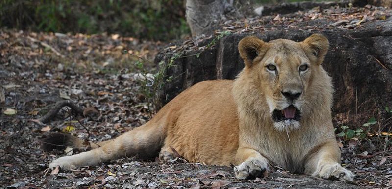 Lion-Safari-at-Neyyar