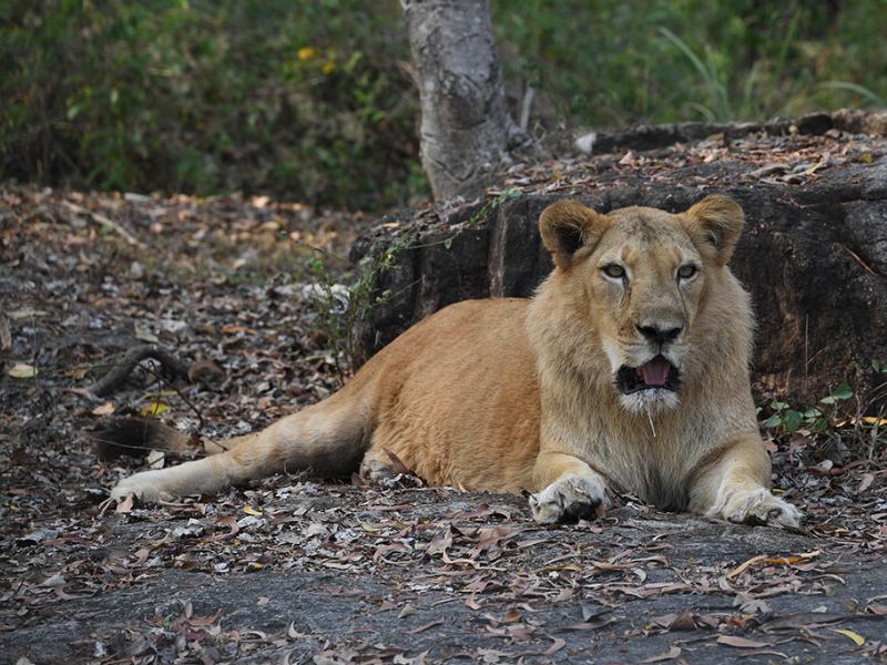 Neyyar Wildlife Sanctuary-Photos, Timings, Ticket Price, Booking & Attractions