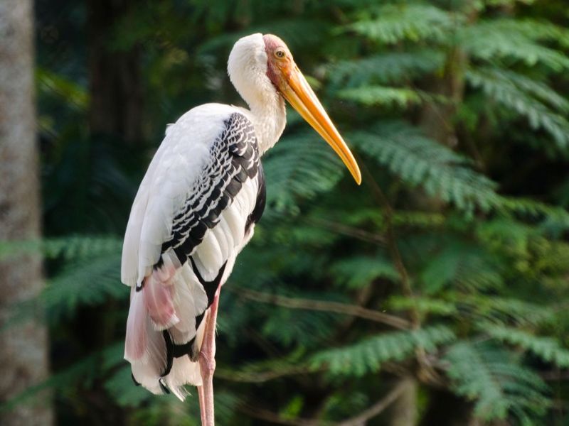 bird-trivandrum-zoo