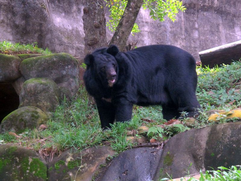 black-bear-trivandrum-zoo