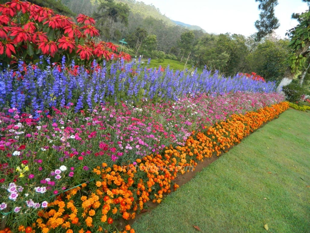 blossom-park-munnar