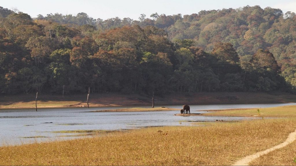 baby-elephant-thekkady-lake