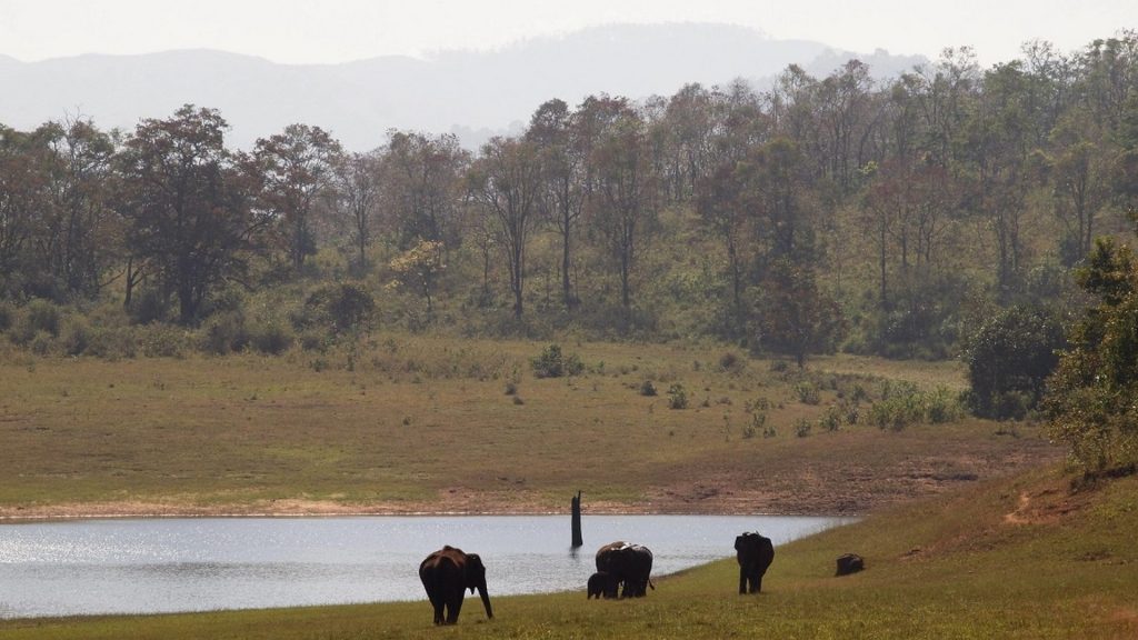 elephants-near-thekkady-lake