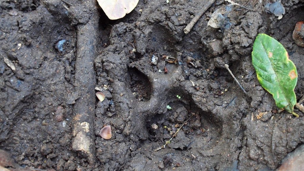 footprints-wild-animals