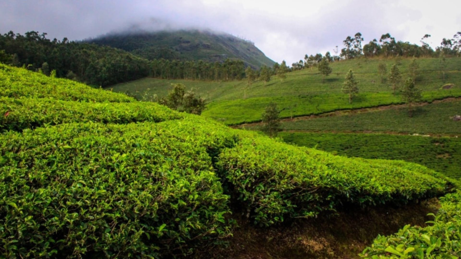 tea-plantation-munnar