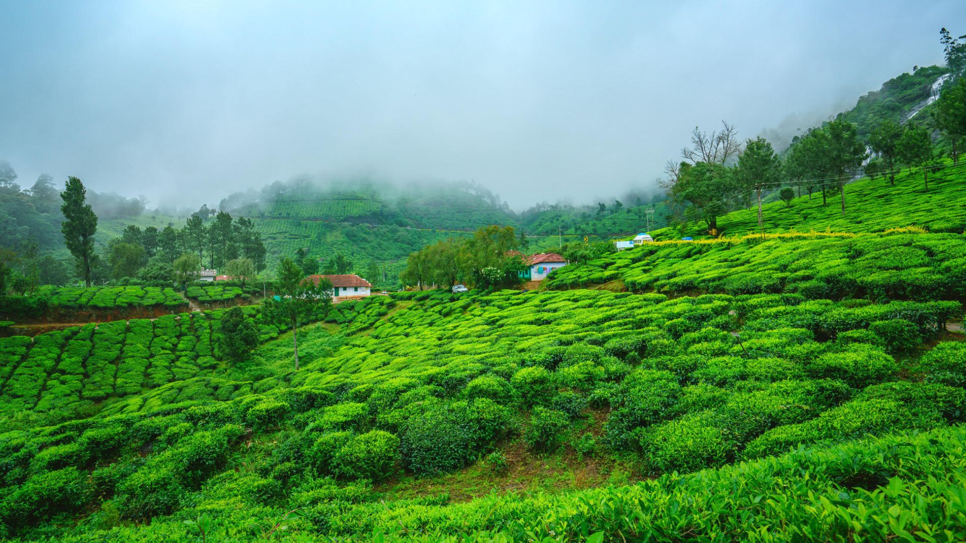 B0k3p india. Муннар Керала. Munnar Индия. Чайные плантации Керичо. Индия. Муннар, Керала фото.