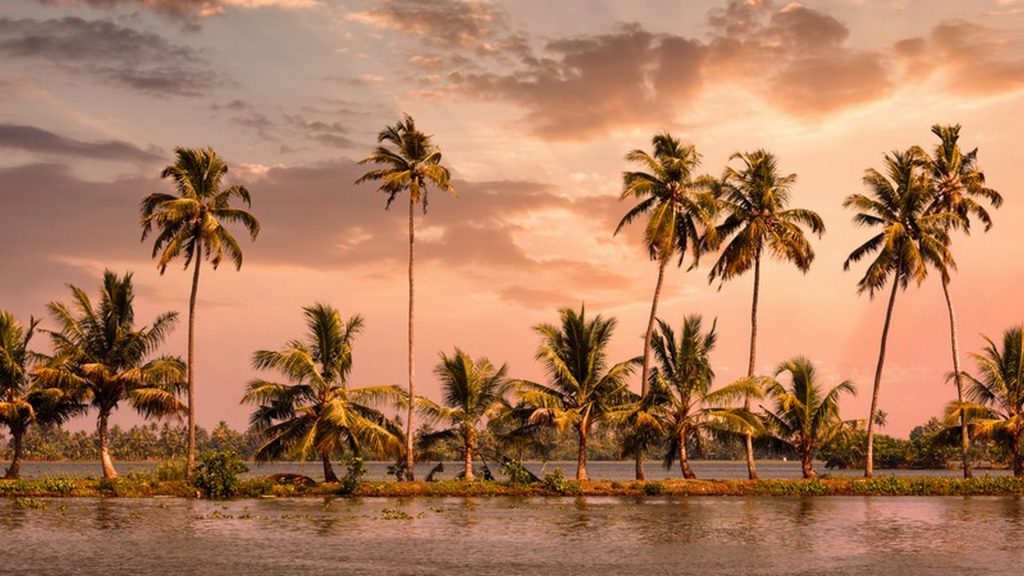Kerala travel tourism background - Palms at Kerala backwaters. A