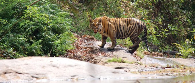 Tiger in wildlife sanctuaries in Kerala