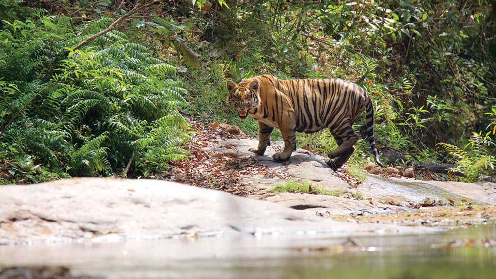 Top 10 Wildlife Sanctuaries In Kerala To Visit In 2024