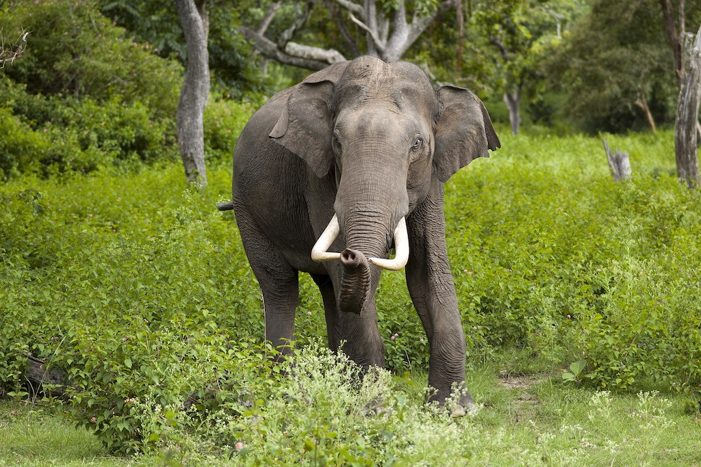 Asian elephant in Mudumalai National Park, Tamil Nadu