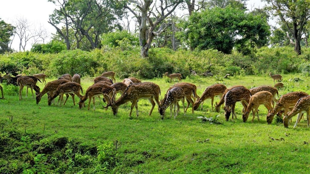 mudumalai-national-park