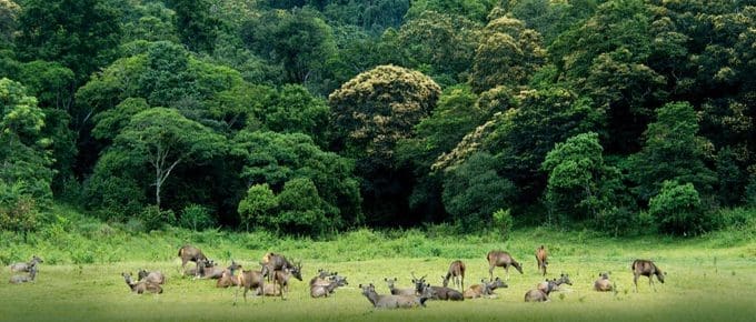 munnar-to-thekkady