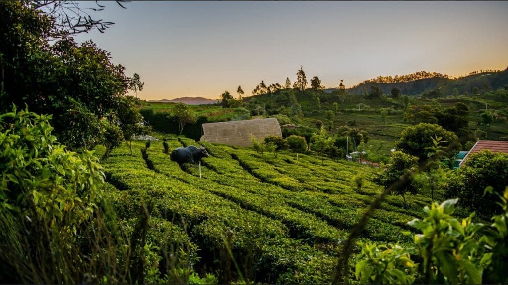 ooty-tea-gardens