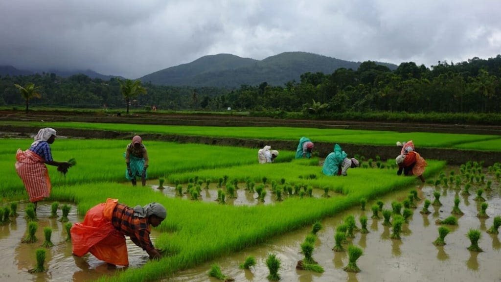 Agricultores que cultivan arroz durante el monzón en Kerala.