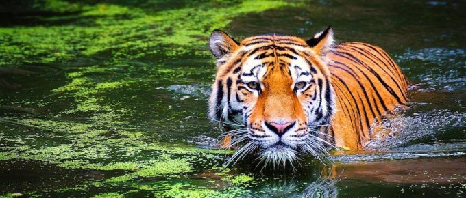 tiger in parambikulam tiger reserve, Kerala