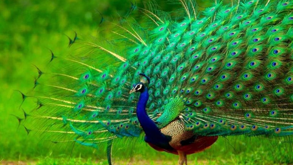 peacock-kerala-monsoon